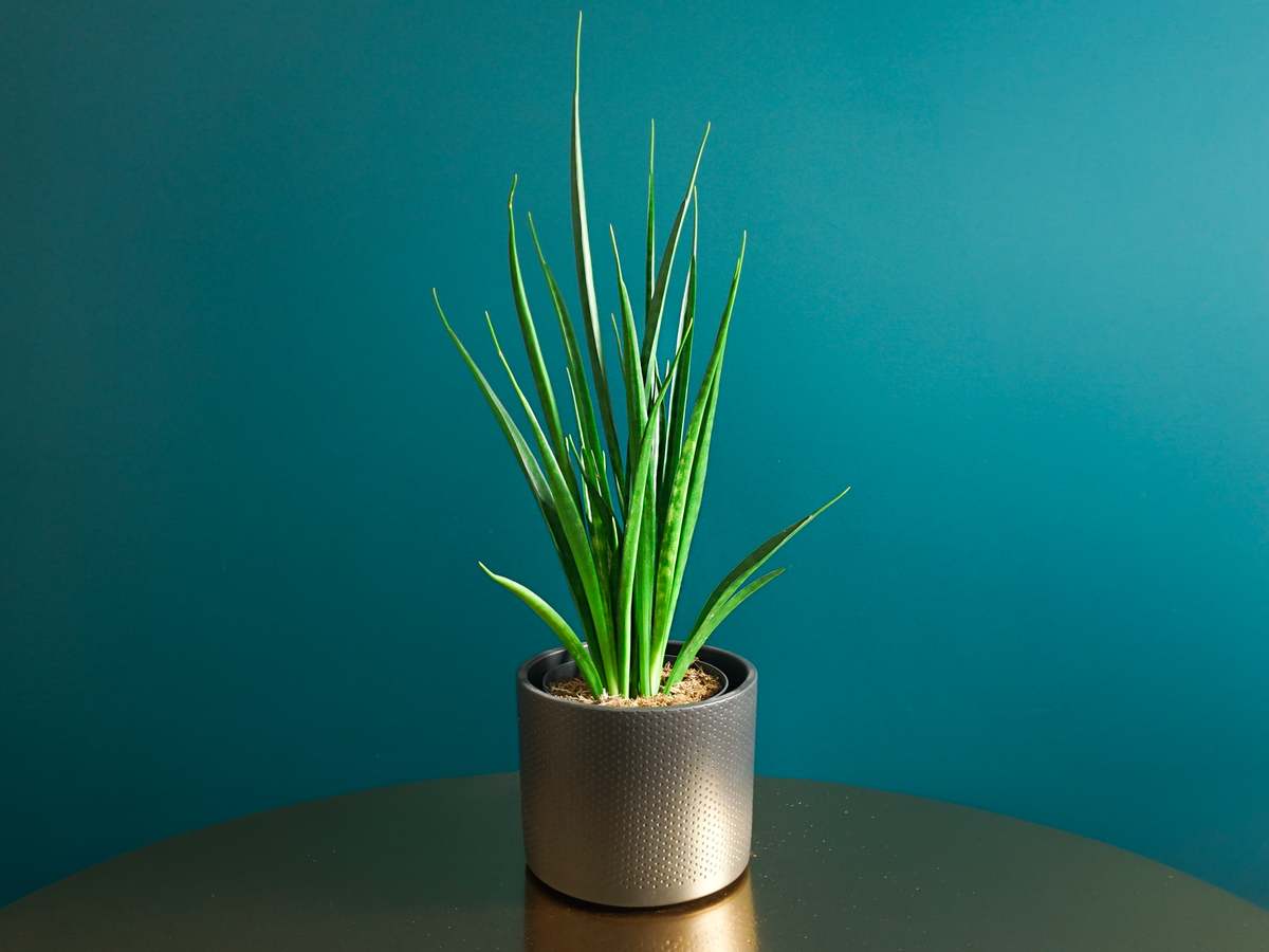Sansevieria kirkii 'Friends' |