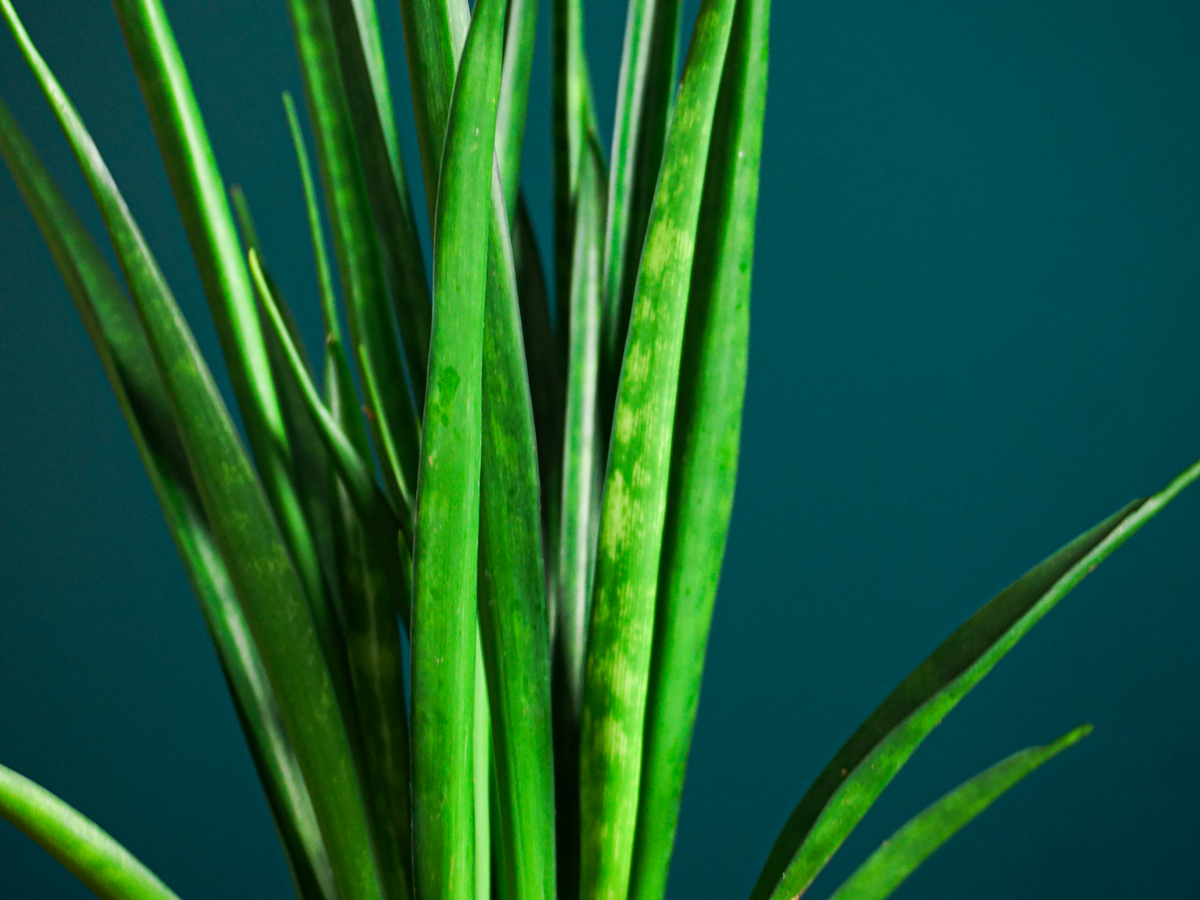 Sansevieria kirkii 'Friends' |