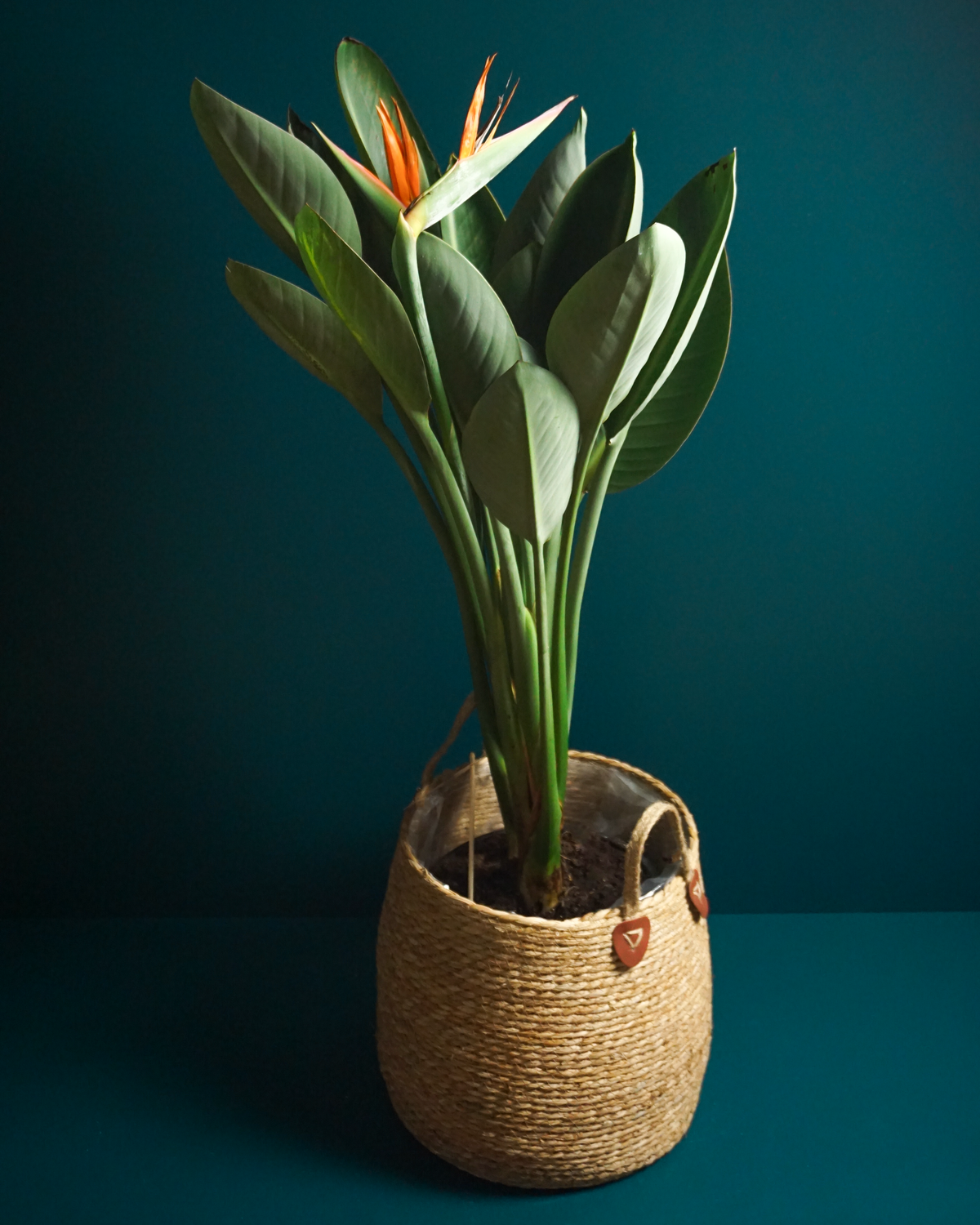 Strelīcija | Strelitzia reginae |