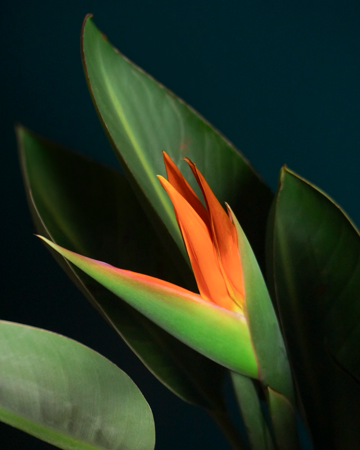 Strelīcija | Strelitzia reginae |