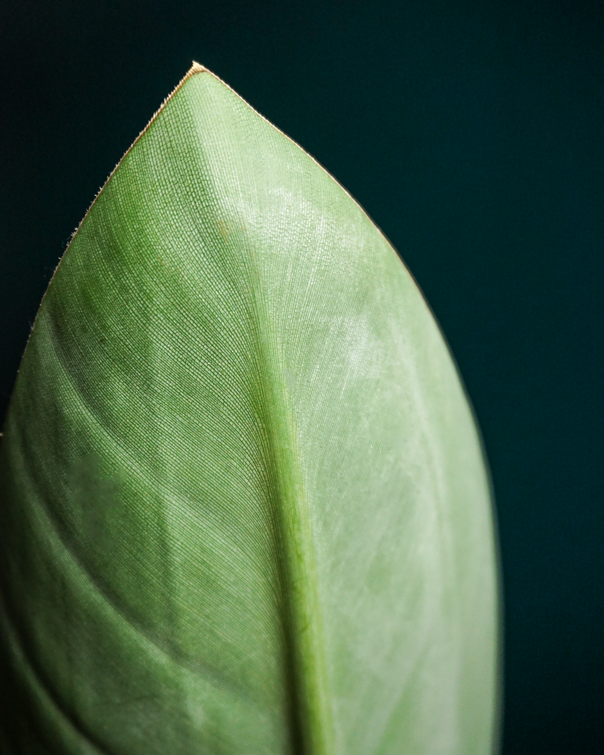 Strelīcija | Strelitzia reginae |