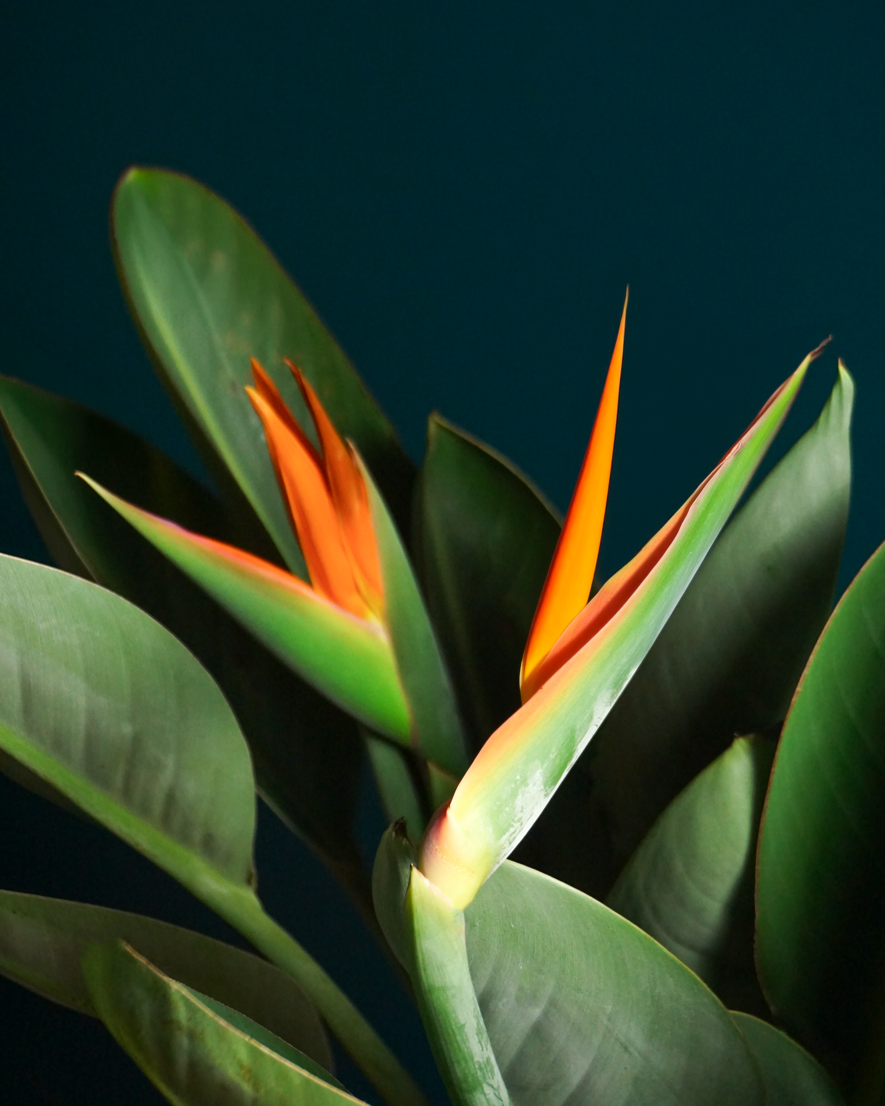 Strelīcija | Strelitzia reginae |