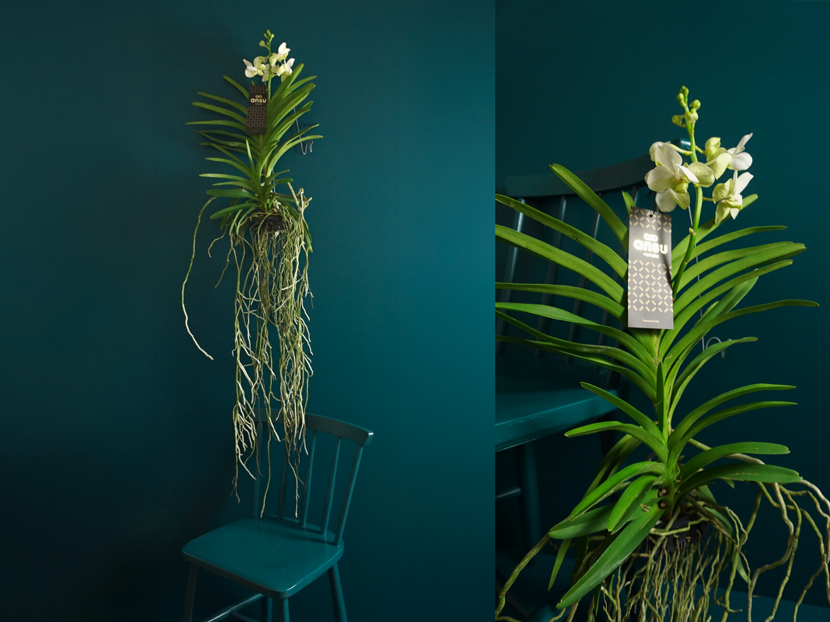 Orhideja | Vanda |