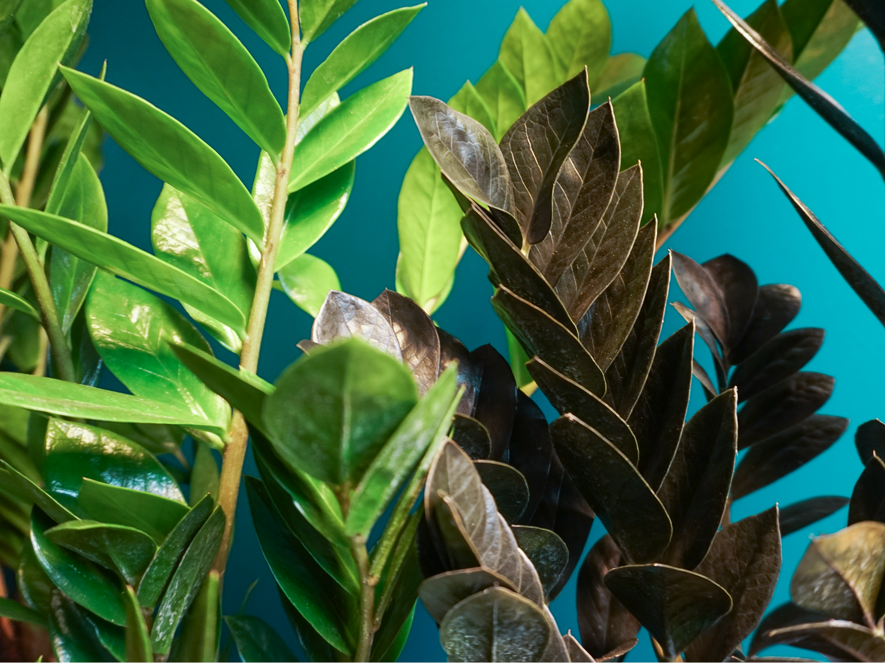 Zāmija | Zamioculcas zamiifolia |