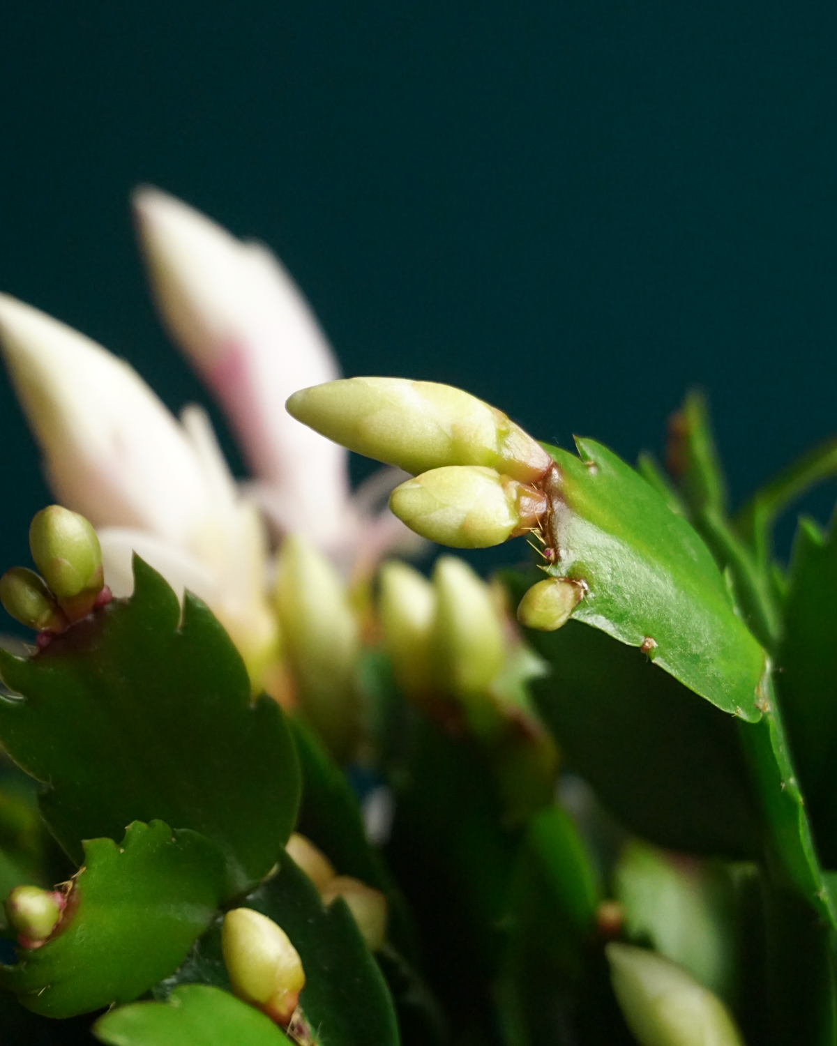 Ziemassvētku kaktuss | Schlumbergera |