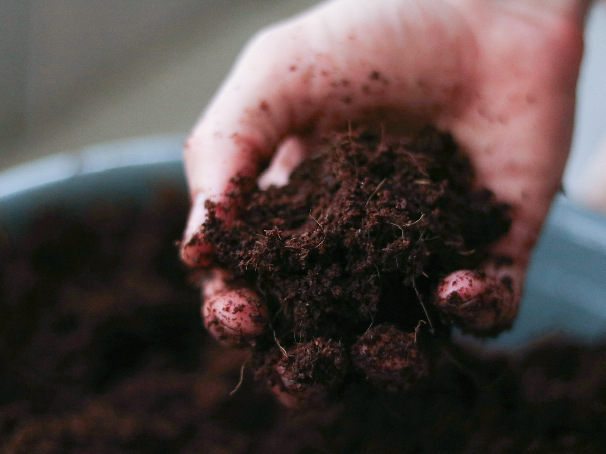 Houseplant land + variants