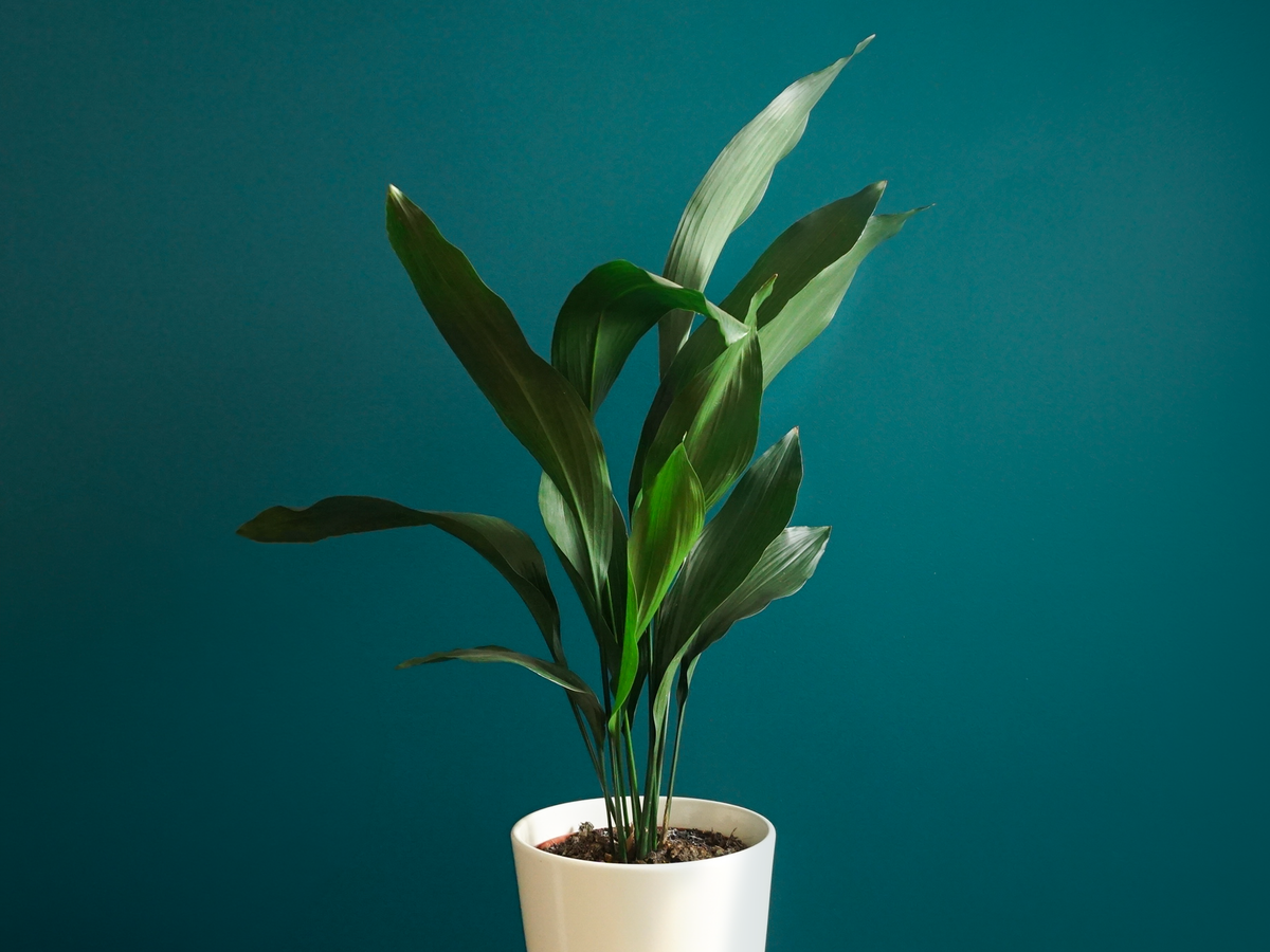 Aspidistra | Aspidistra elatior |