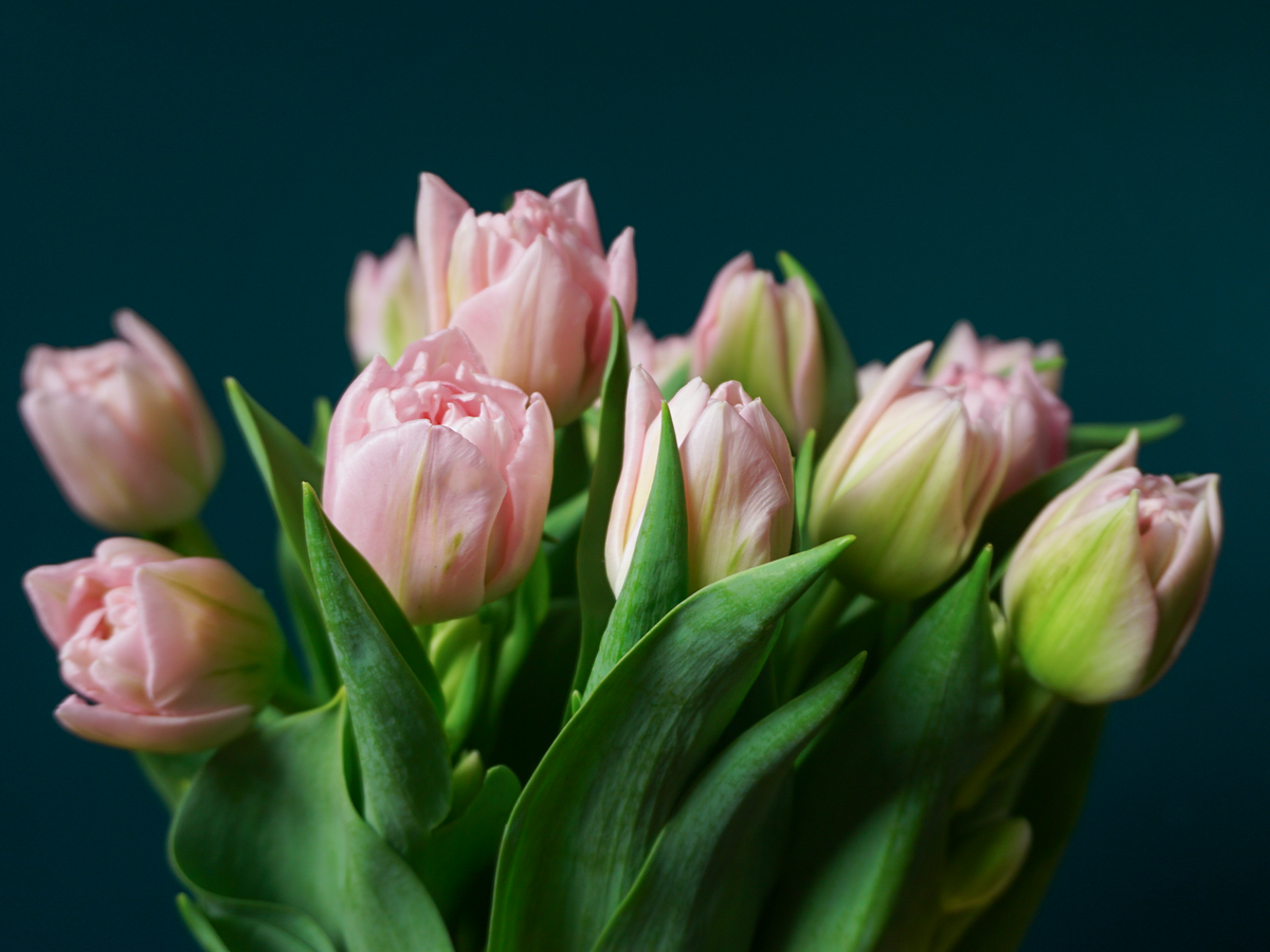 Tulips | Tulipa |