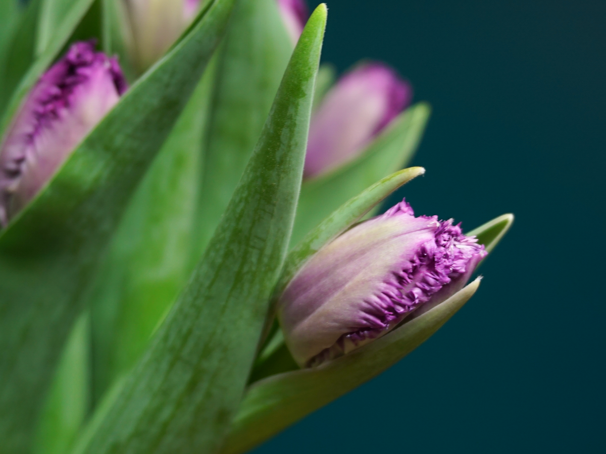 Tulips | Tulipa |