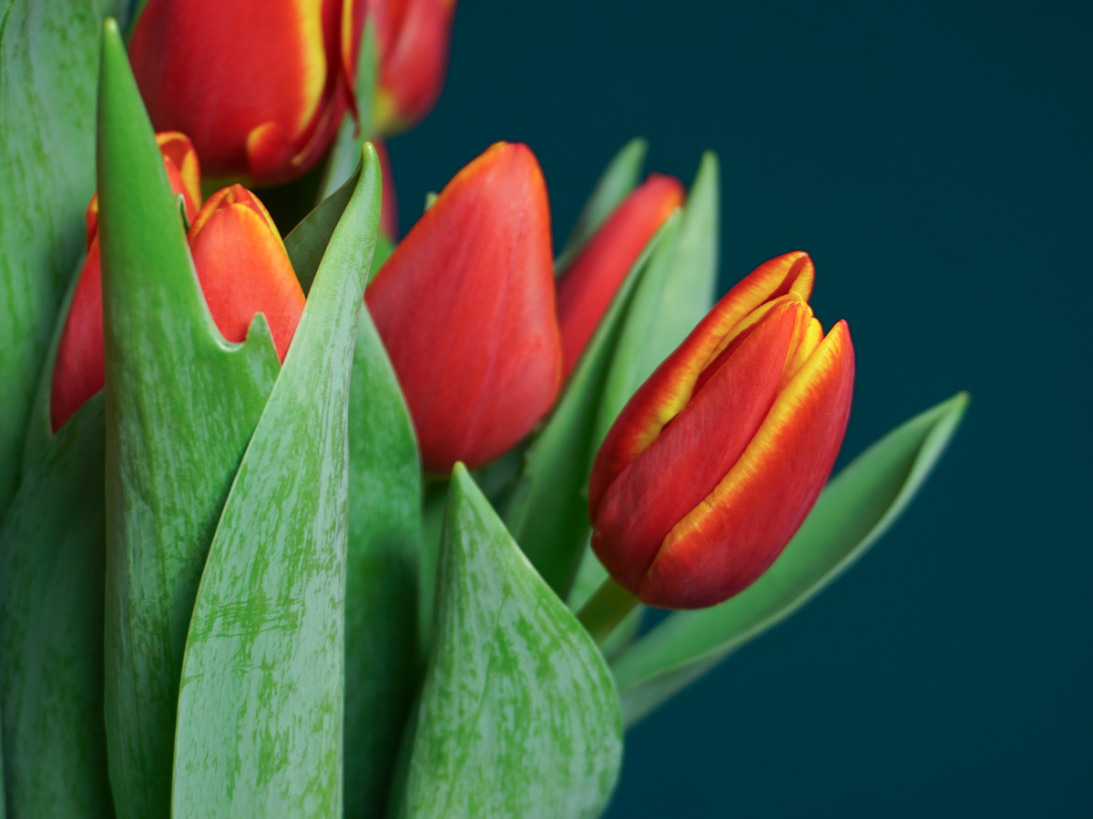 Tulips | Tulipa |