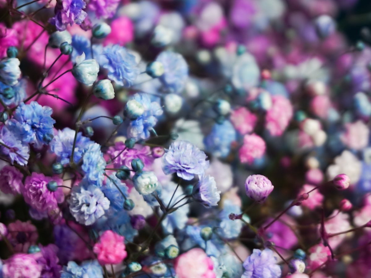 Ziedi kastē | 05 | + opcijas |