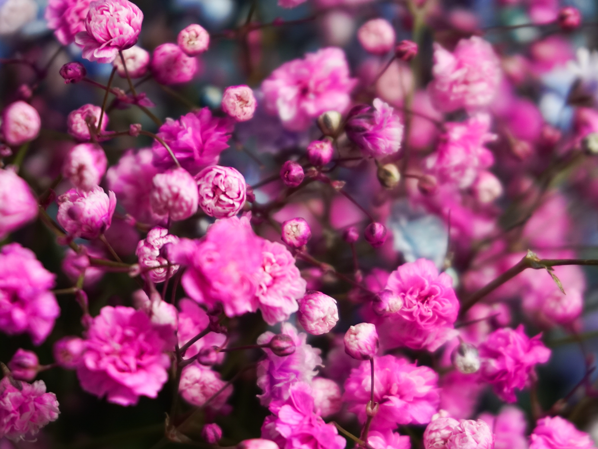 Ziedi kastē | 05 | + opcijas |