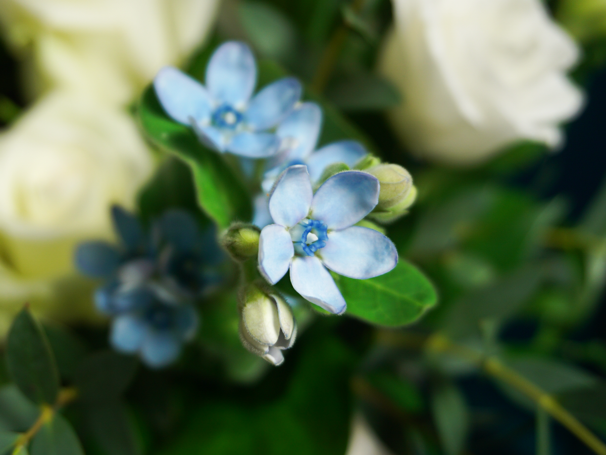 Flowers in a box 21 |