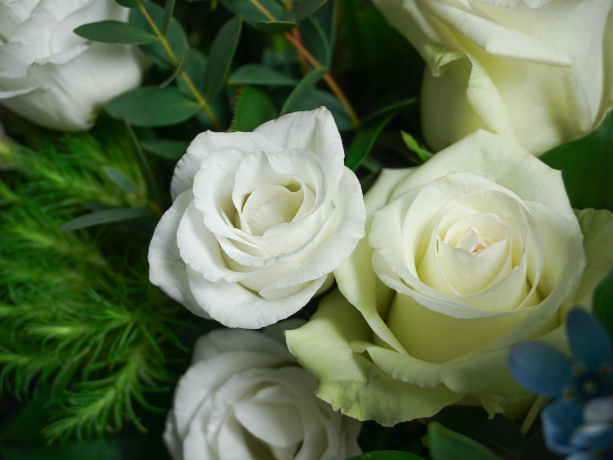 Flowers in a box 21 |