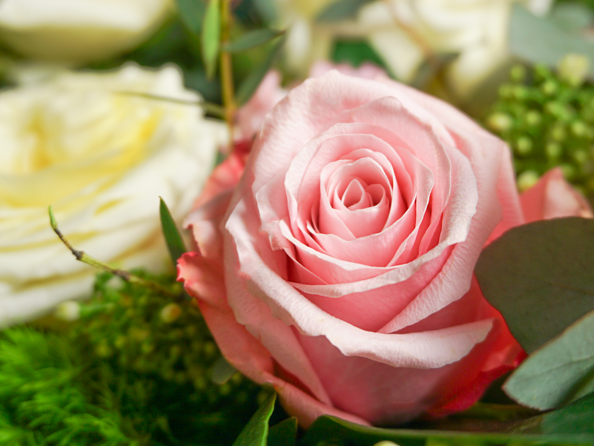 Flowers in a box 22 |