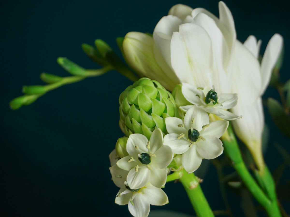 Flowers in a box 24 |