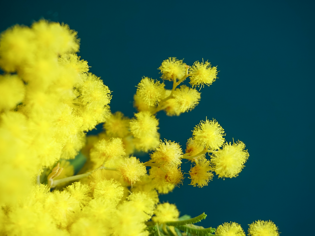 Mimosa | Acacia dealbata |