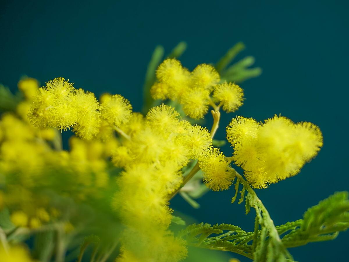 Mimosa | Acacia dealbata |