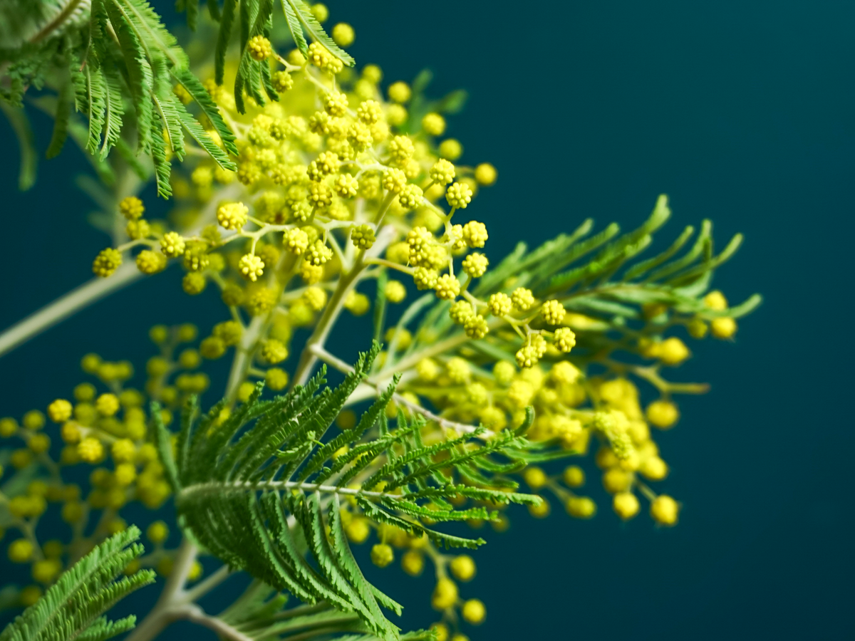 Mimosa | Acacia dealbata |