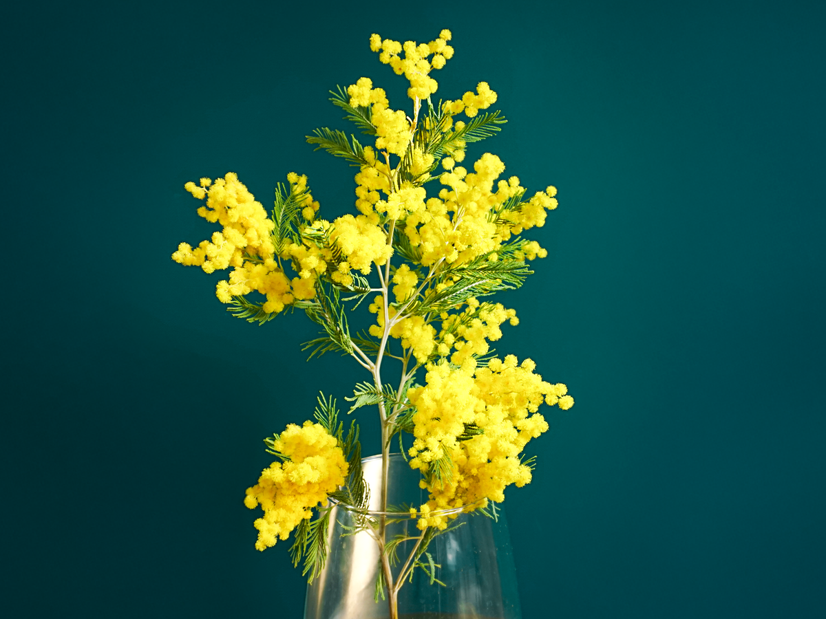 Mimosa | Acacia dealbata |