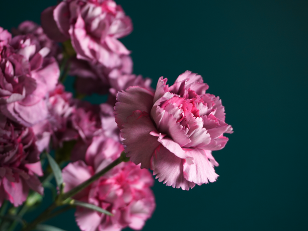 Neļķes | Dianthus |