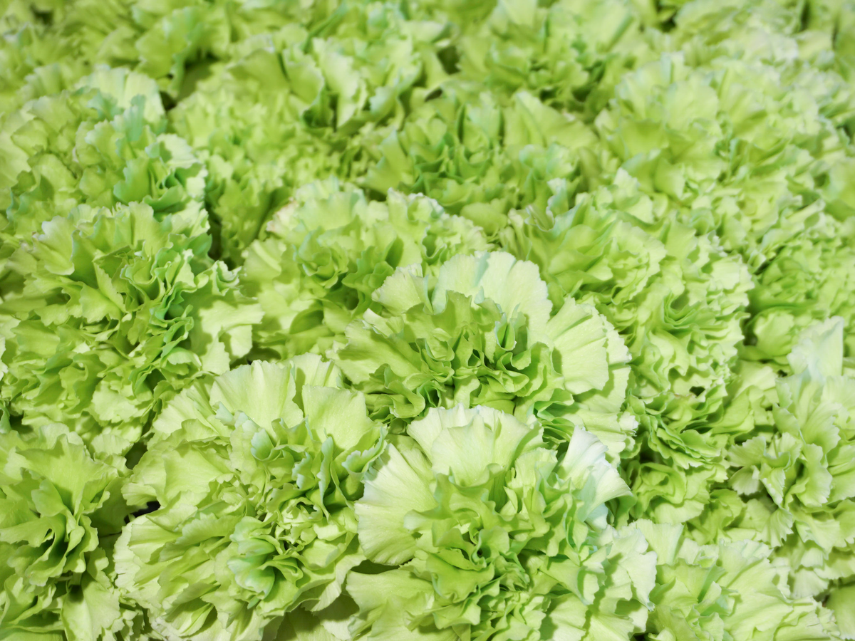 Neļķes | Dianthus |
