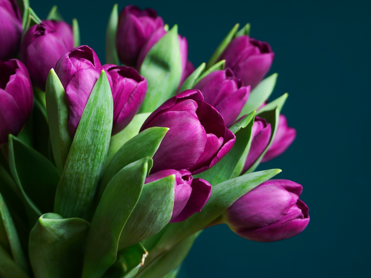 Tulips | Tulipa |