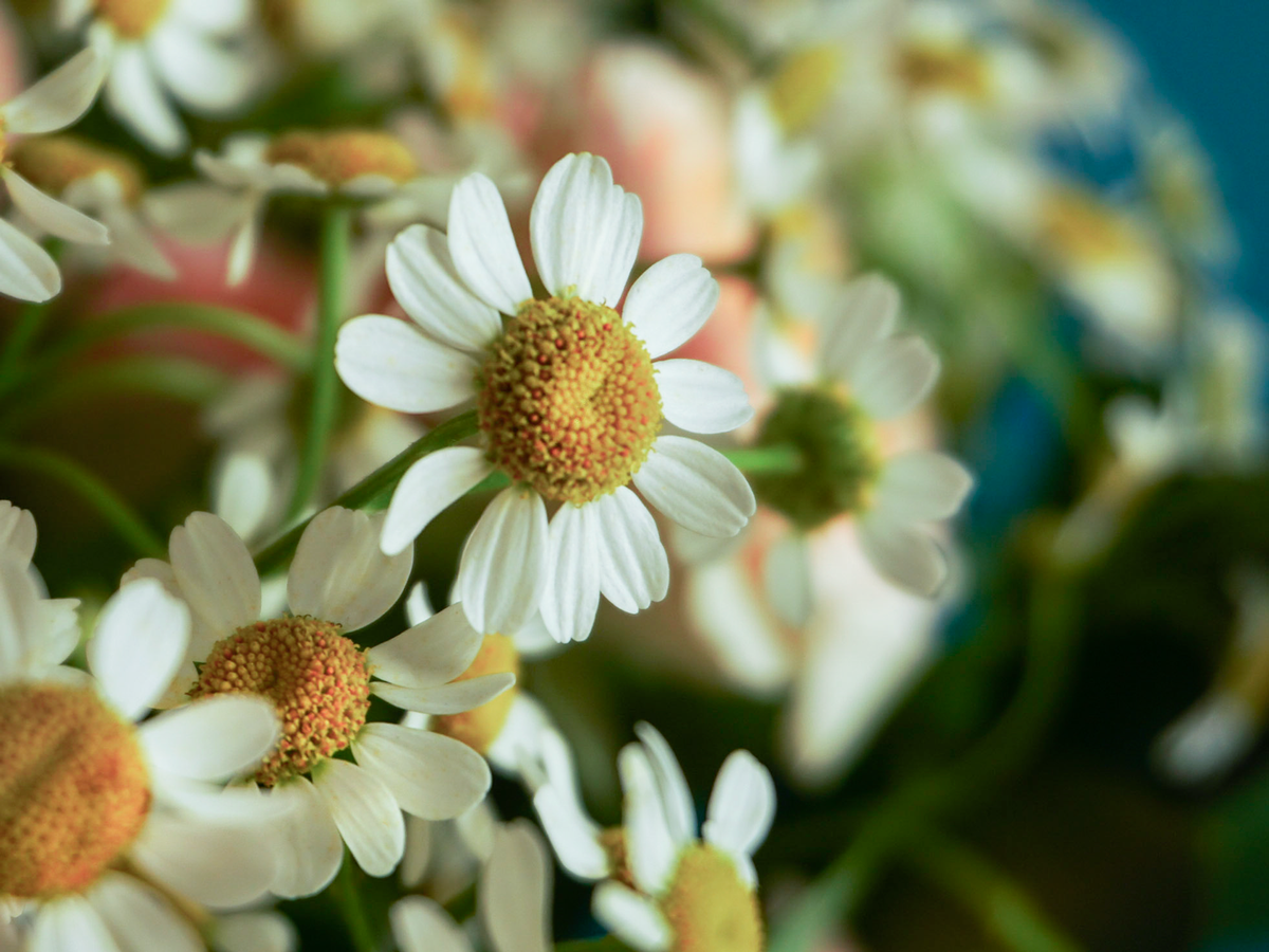 Bouquet of flowers | 37 |