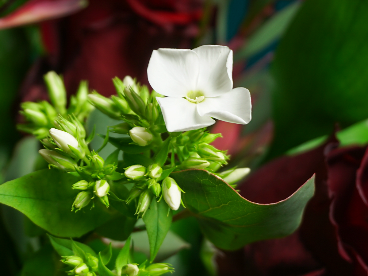 Bouquet of flowers | 51 |