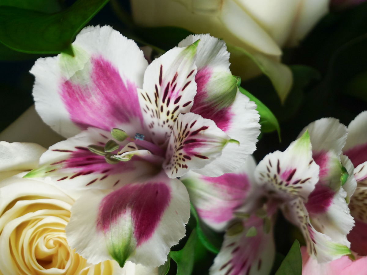 Bouquet of flowers | 70 |