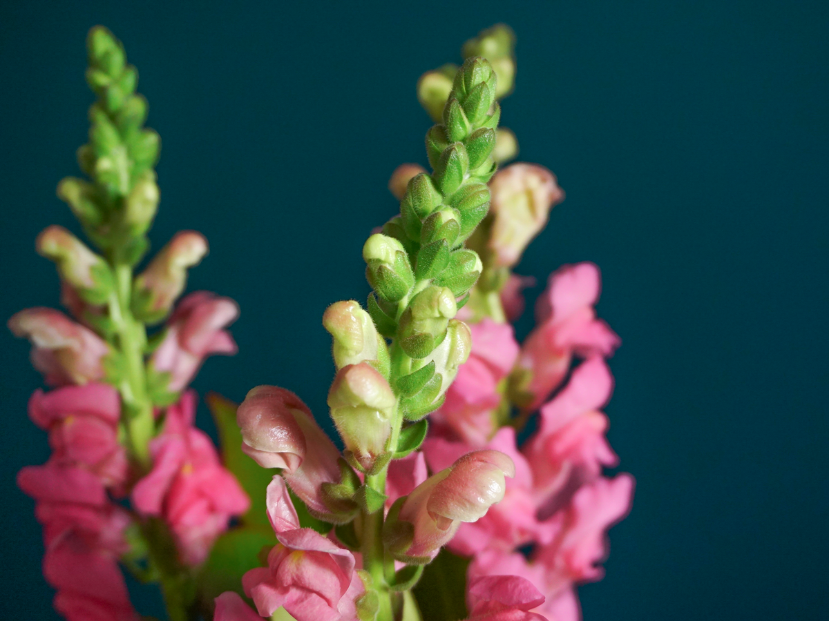 Bouquet of flowers | 79 |