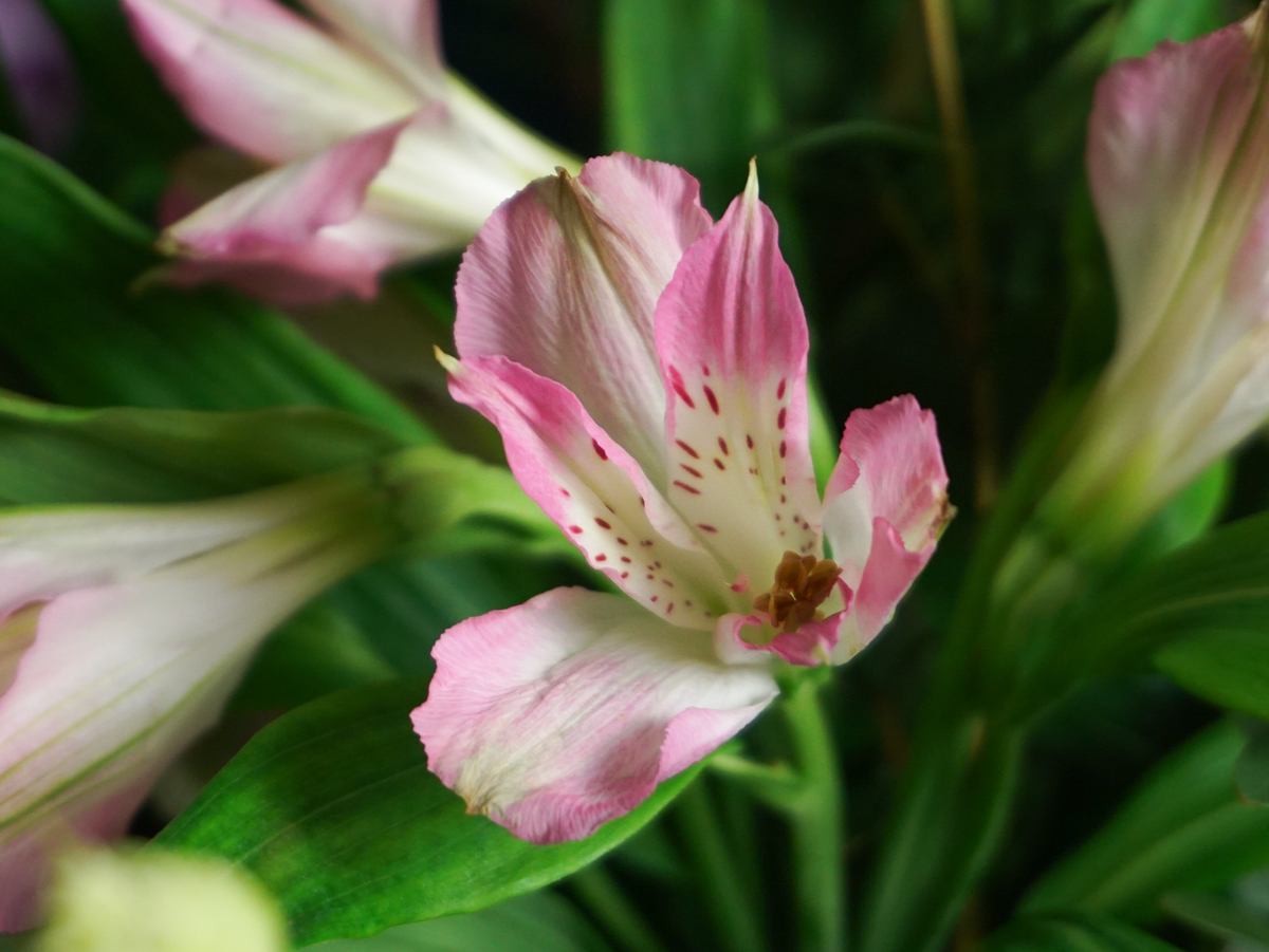 Bouquet of flowers | 80 |