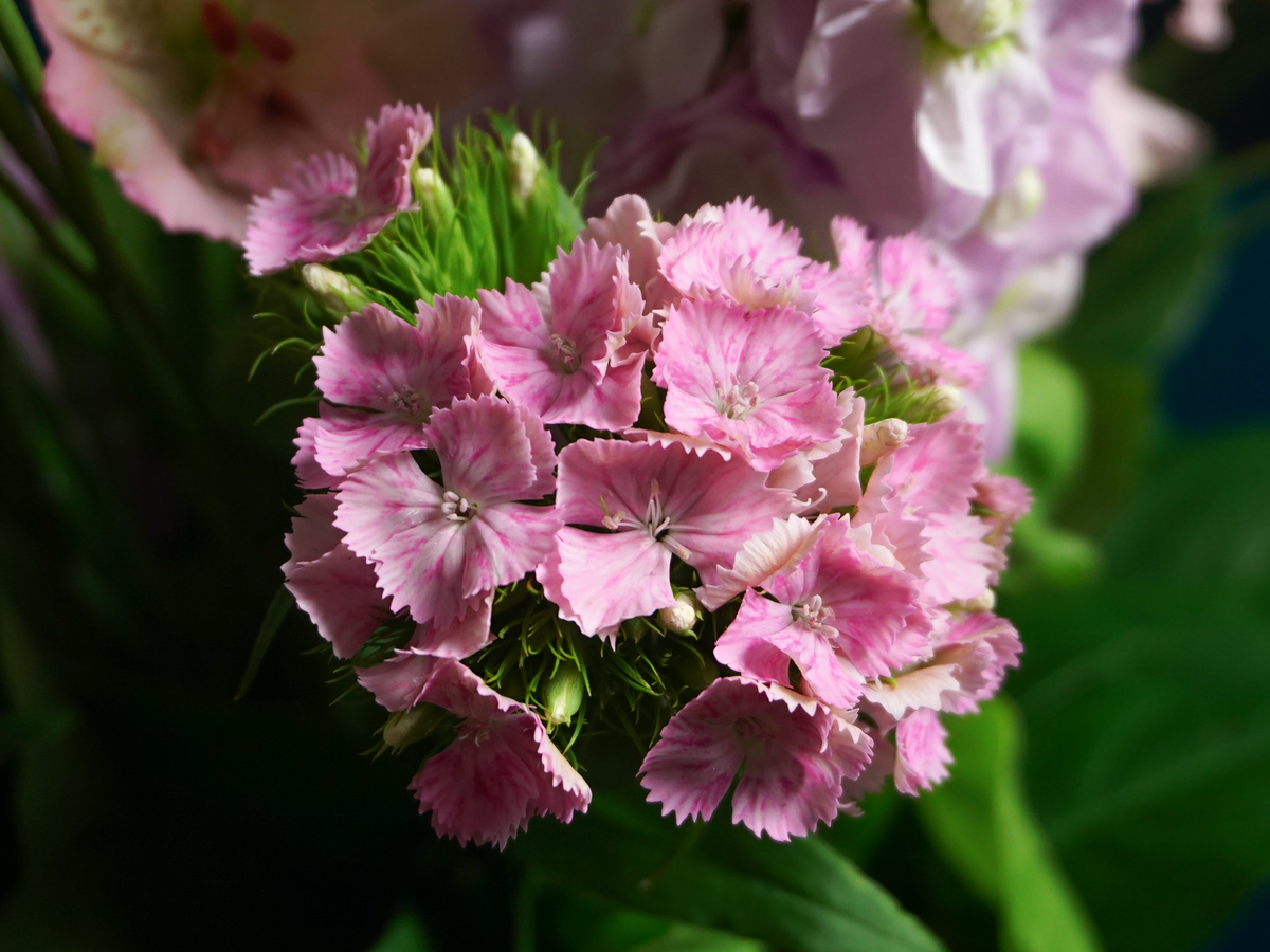 Bouquet of flowers | 81 |