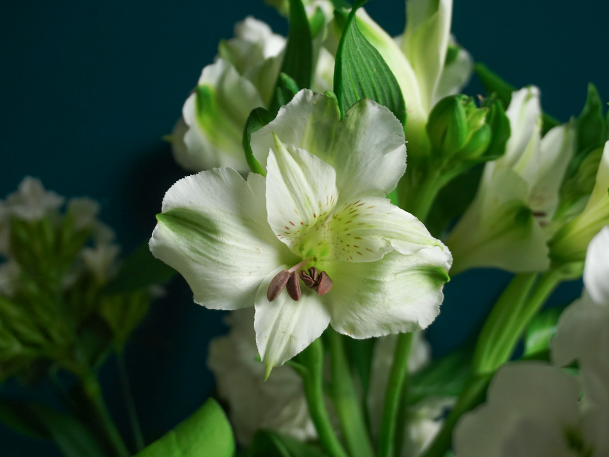 Bouquet of flowers | 81 |