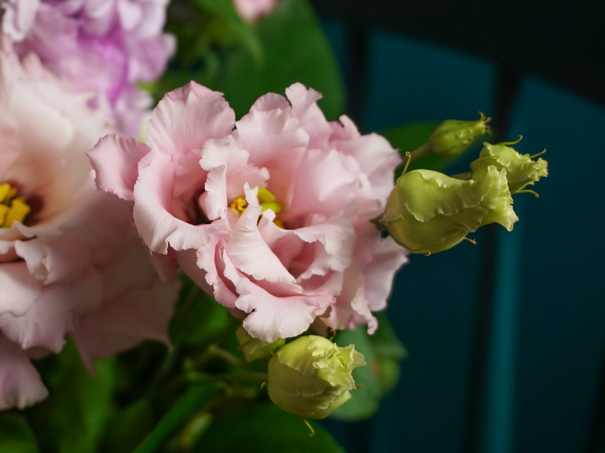 Bouquet of flowers | 81 |