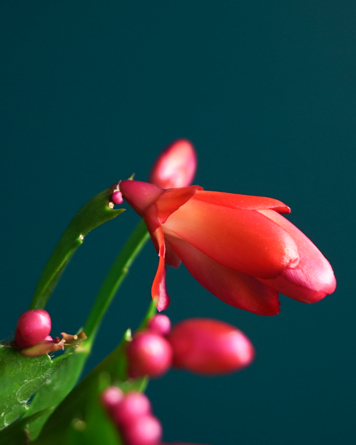 Ziemassvētku kaktuss | Schlumbergera |