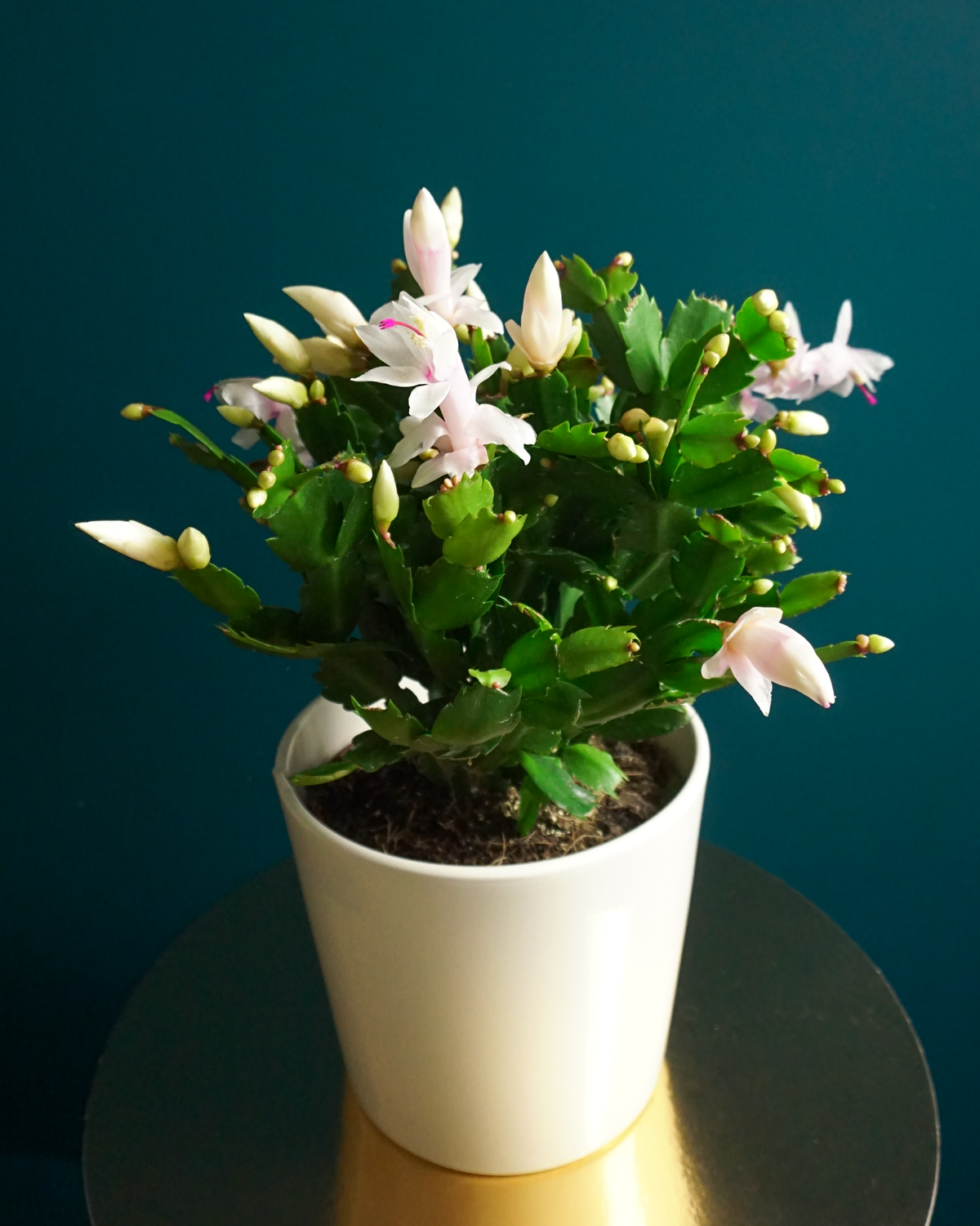 Ziemassvētku kaktuss | Schlumbergera |