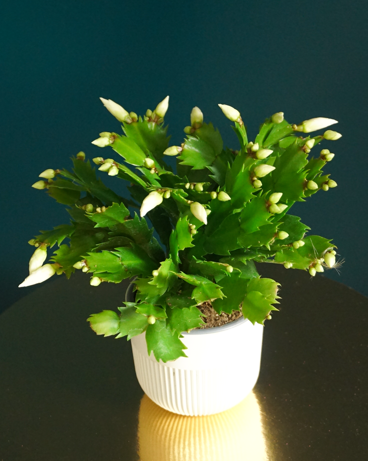 Ziemassvētku kaktuss | Schlumbergera |