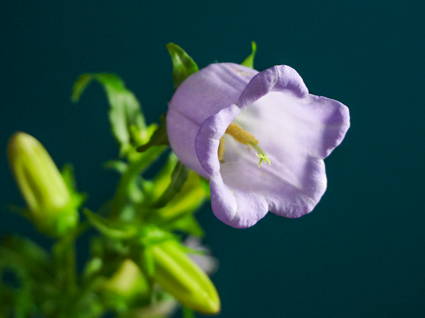 Pulkstenītes | Campanula |