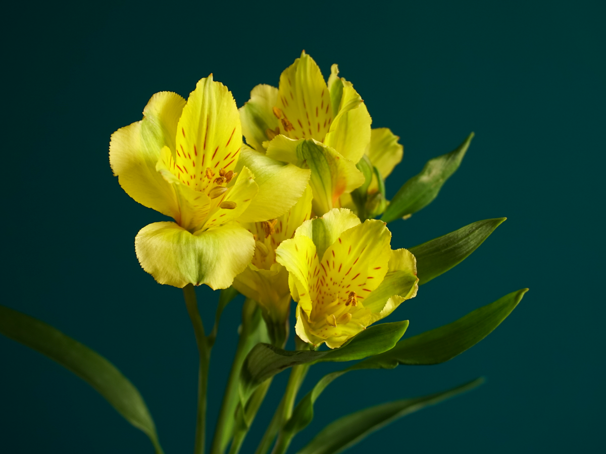 Alstromers Alstroemeria