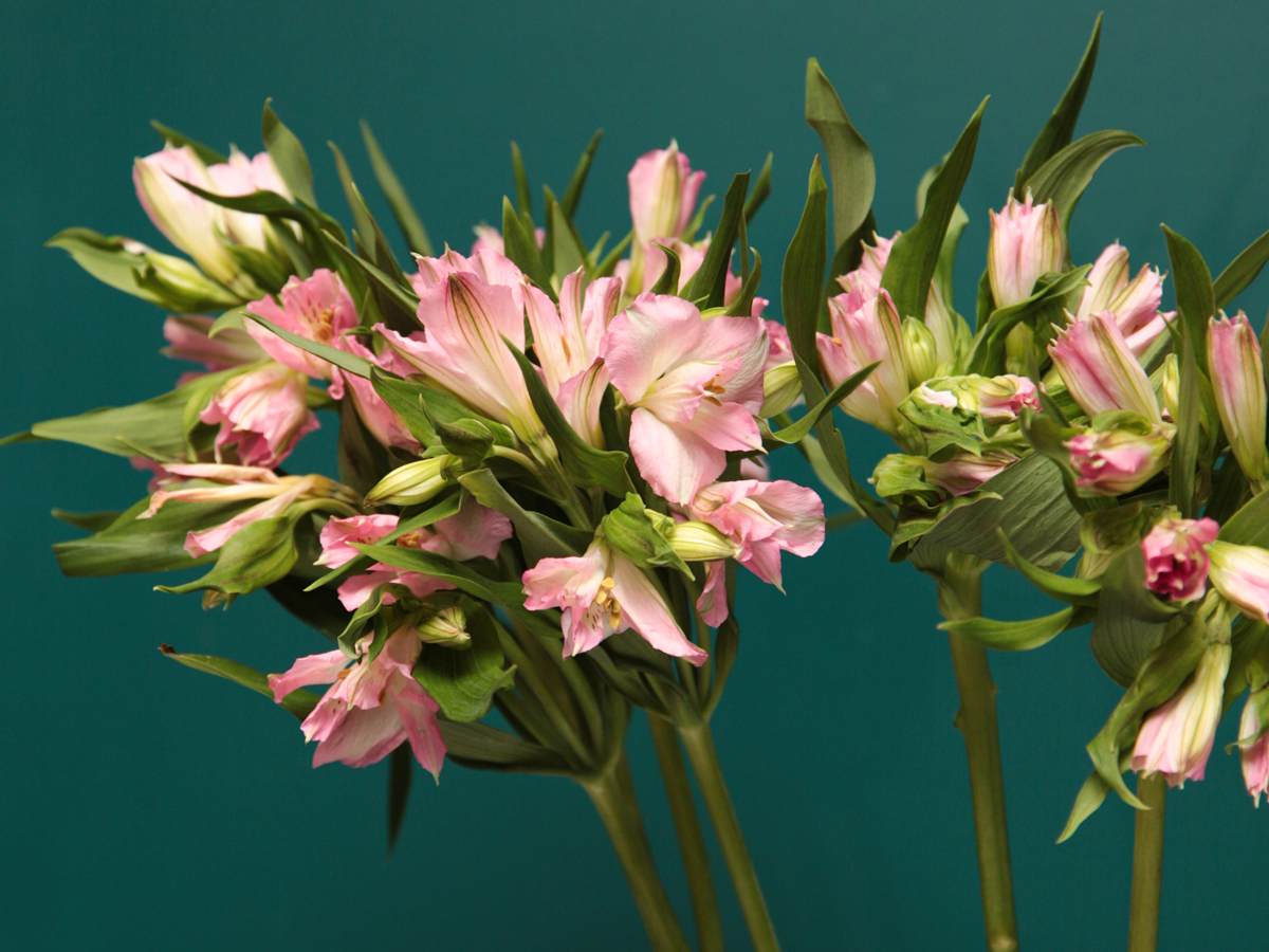 Alstroemeria bouquet / + variants /