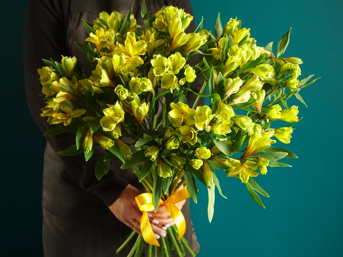 Alstromers Alstroemeria