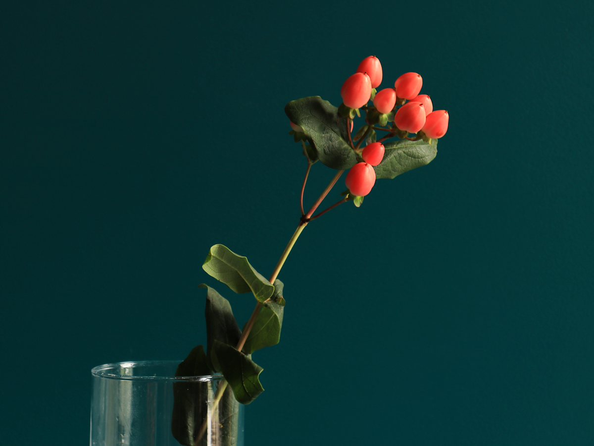 Dekoratīvā asinszāle | Hypericum |