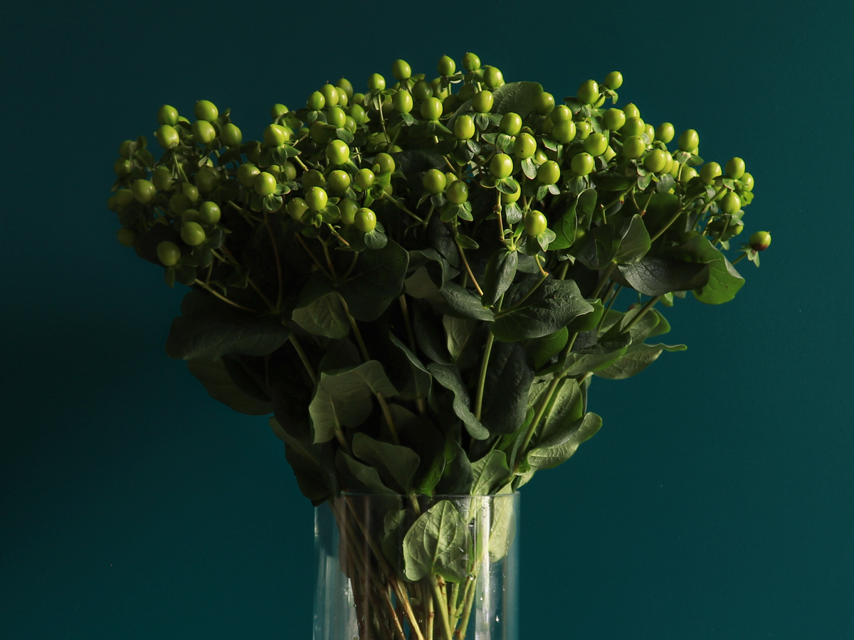 Dekoratīvā asinszāle | Hypericum |
