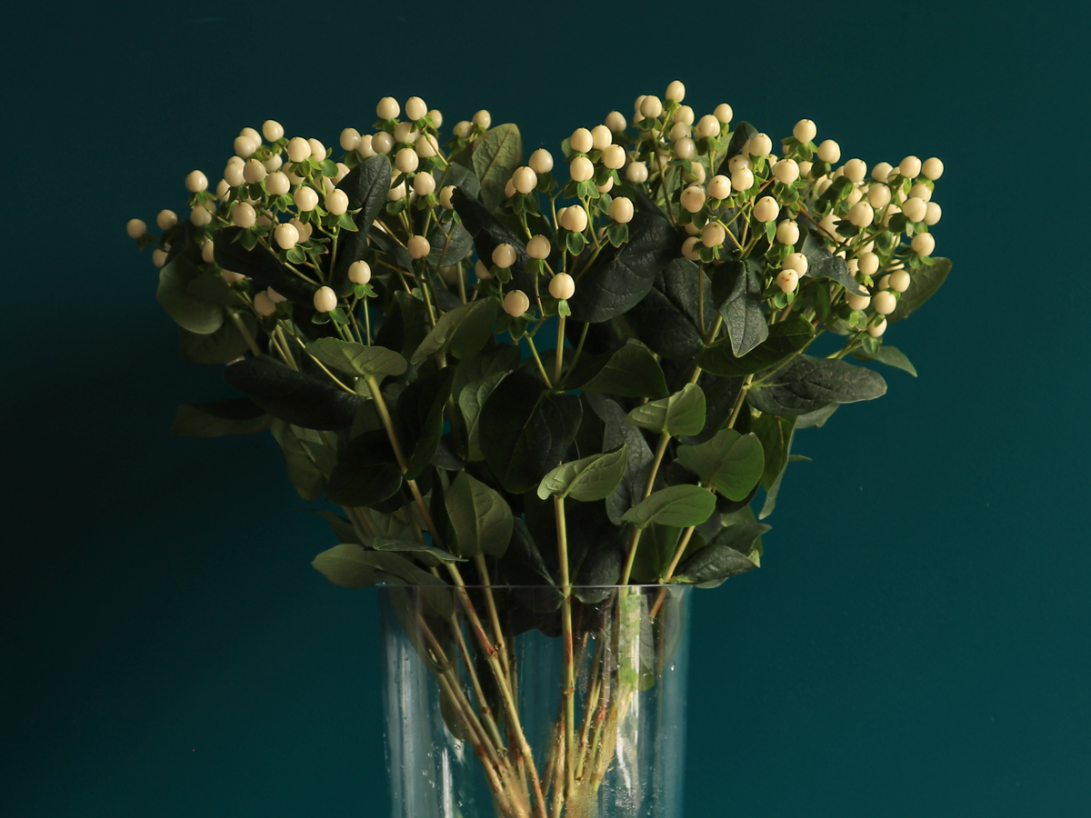 Dekoratīvā asinszāle | Hypericum |