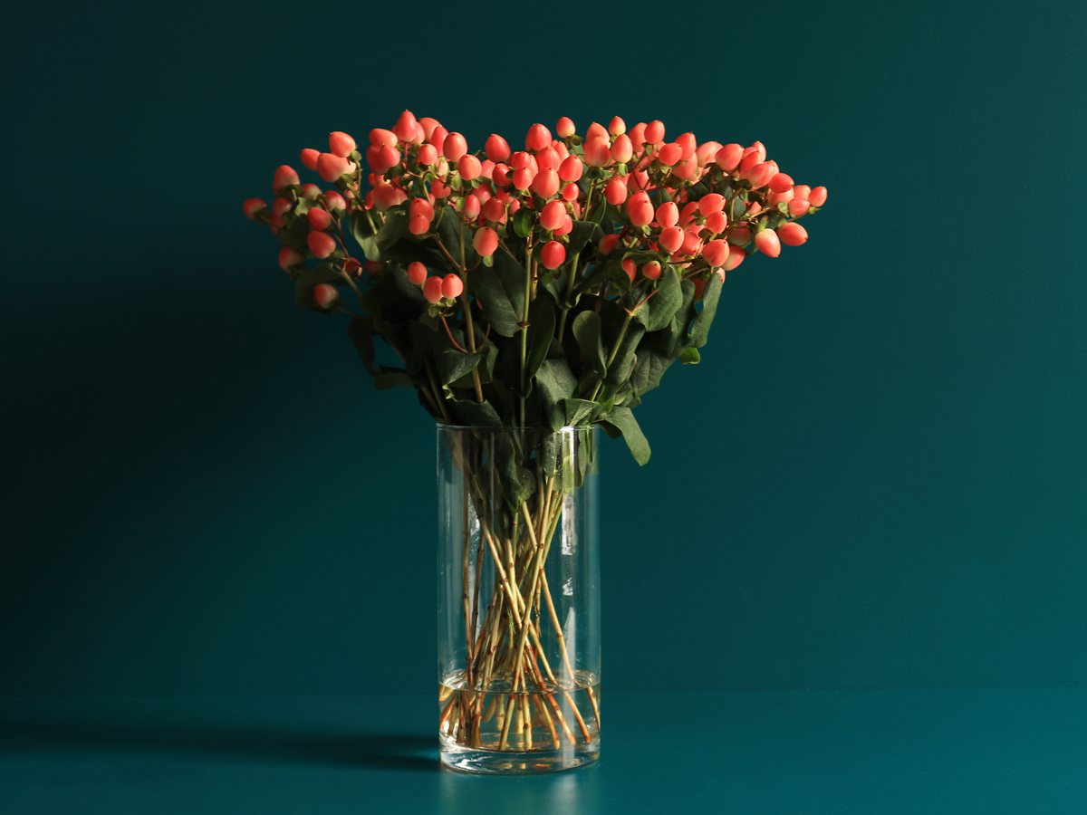 Dekoratīvā asinszāle | Hypericum |
