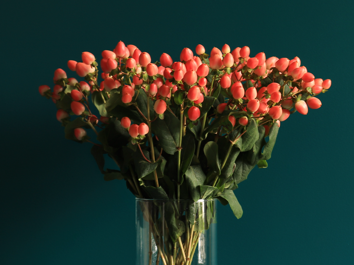 Dekoratīvā asinszāle | Hypericum |