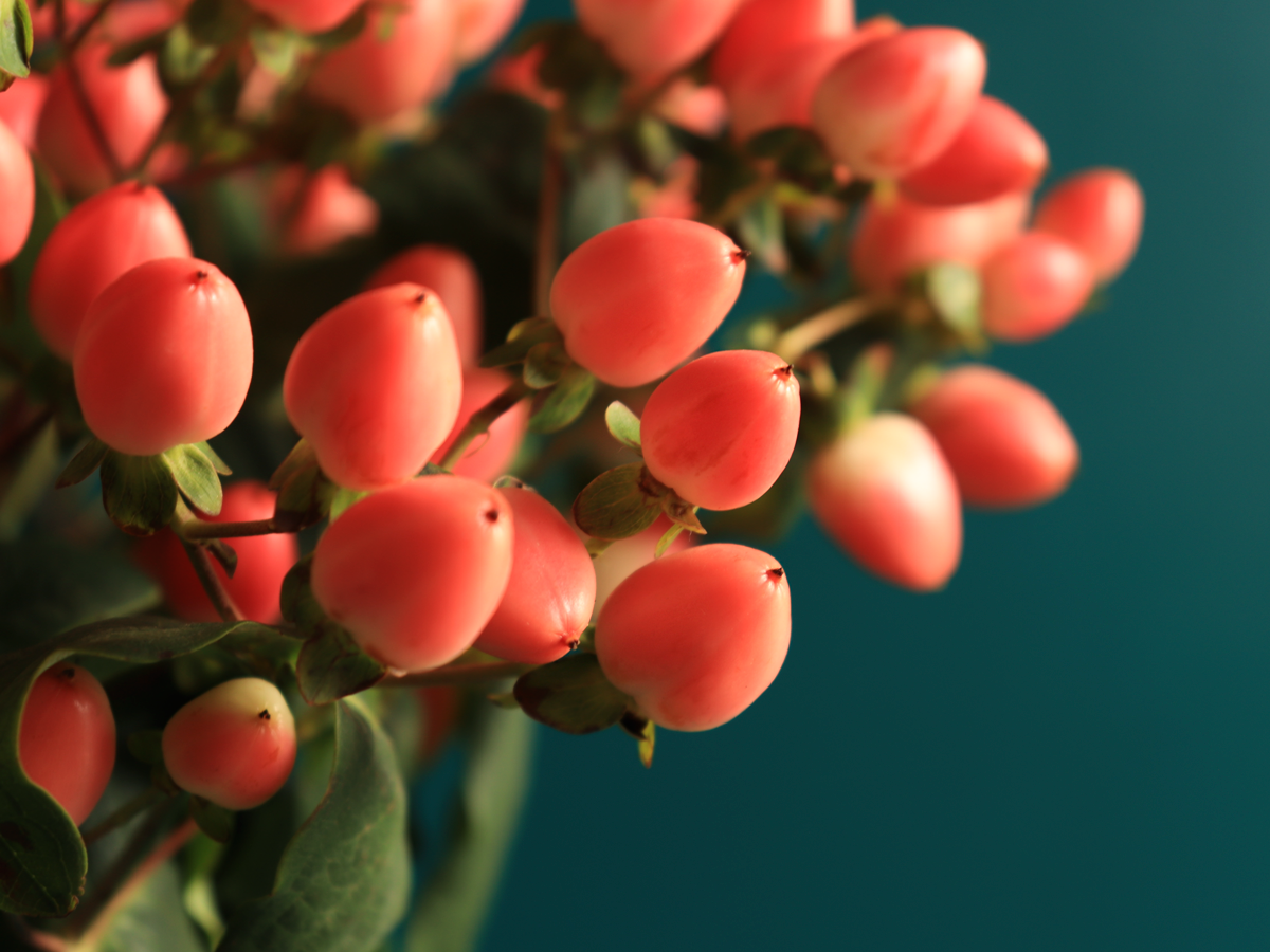 Dekoratīvā asinszāle | Hypericum |
