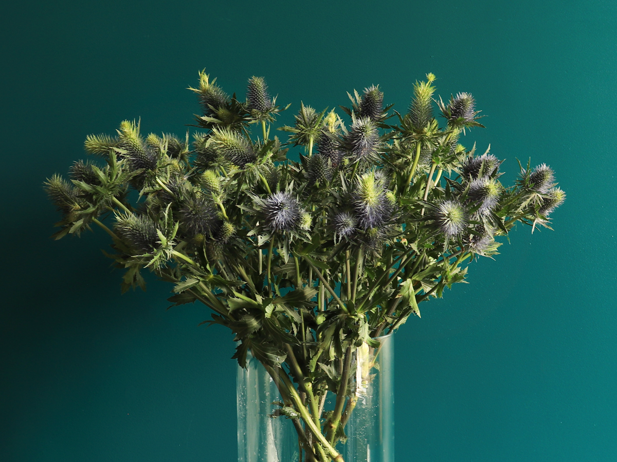 Blueberries Eryngium