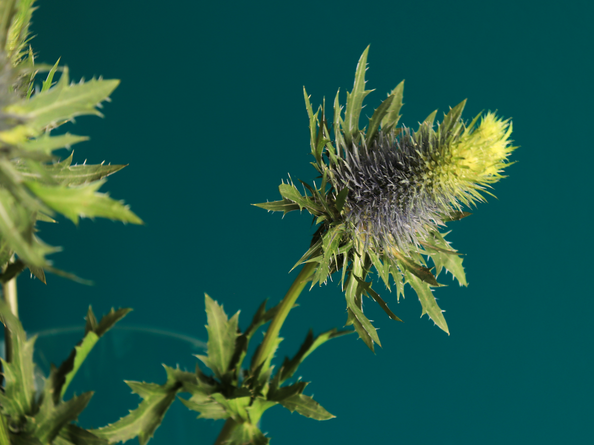 Blueberries Eryngium